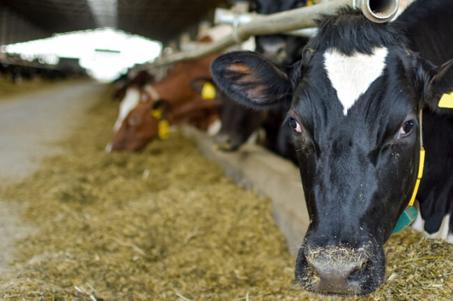 飼料和動(dòng)物營(yíng)養(yǎng)學(xué)